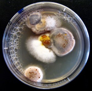 Nasty Petri Dish Wash your hands!