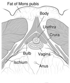 clitoris Anatomy