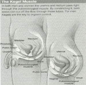 PCmuscles Work those PC Muscles!