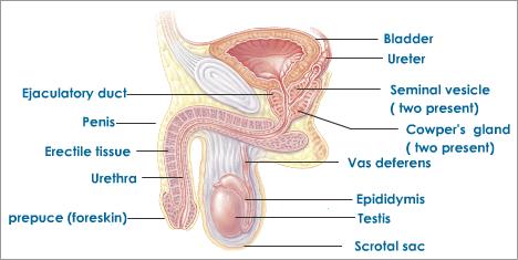 side-view-human-male-reproductive-system side-view-human-male-reproductive-system